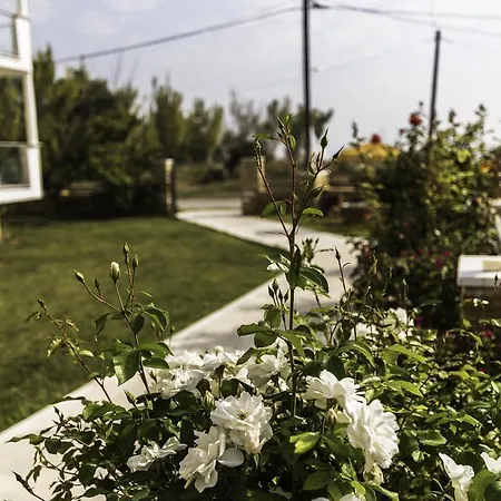 Afrodite * Chrysi Ammoudia